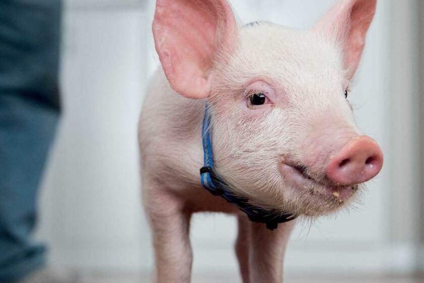 Vodafone introduces Piggy-Sue to show great things happen when we’re connected