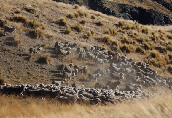 NZ Merino the sheep photo