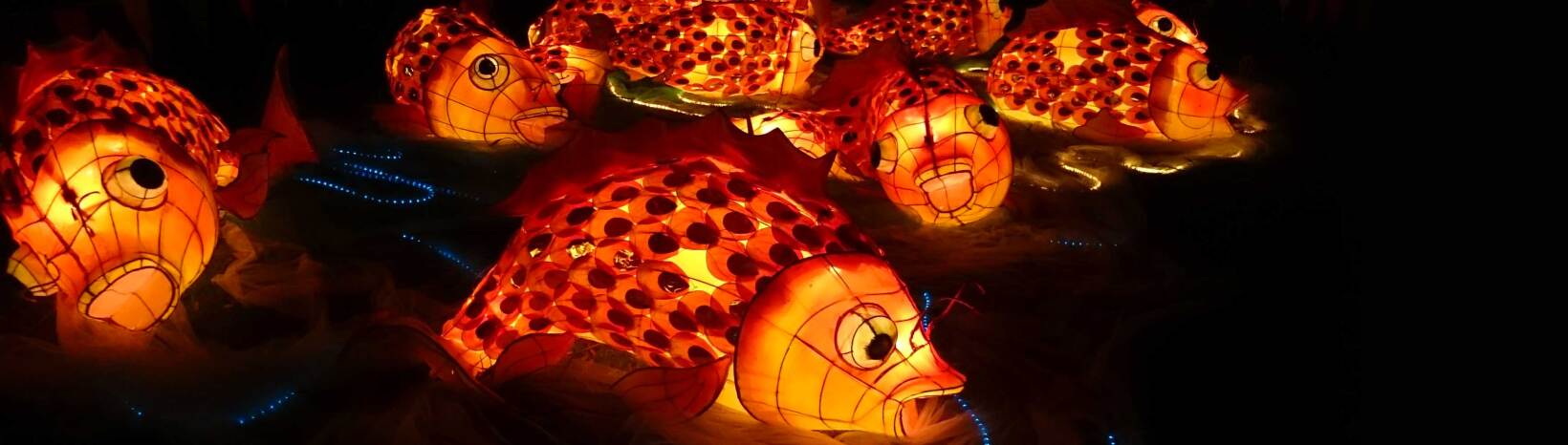 Spot the COW at this year’s Lantern Festival