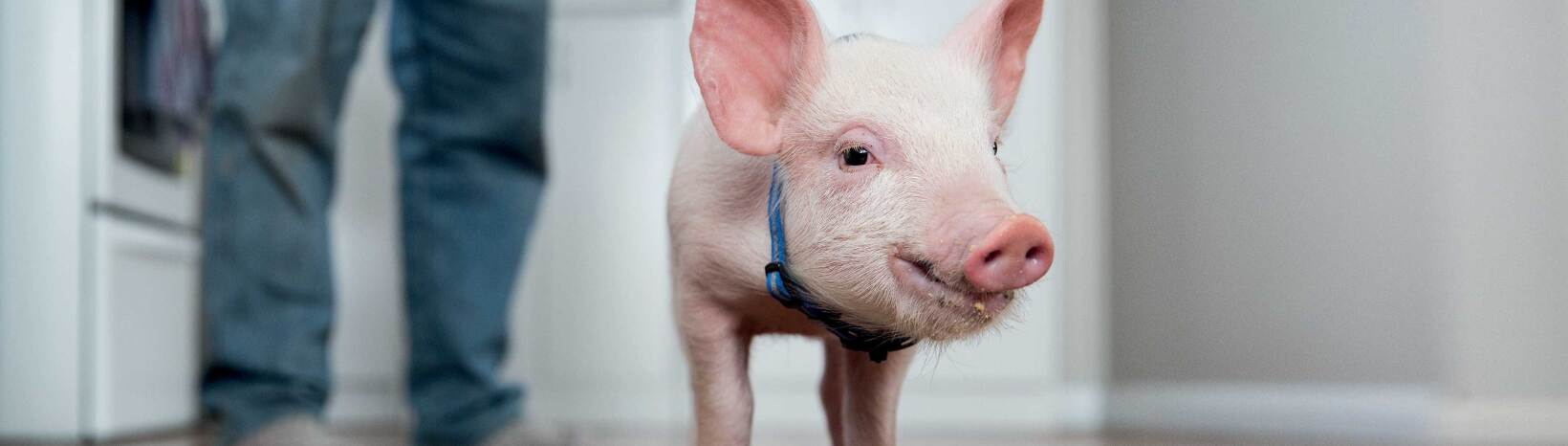 Vodafone introduces Piggy-Sue to show great things happen when we’re connected