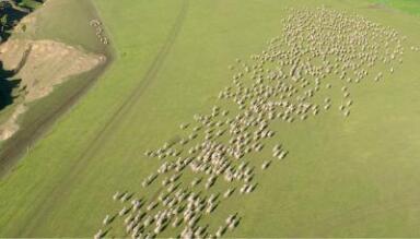 Lots of sheep in a farm