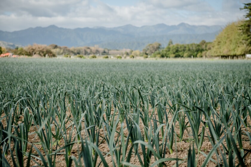 Field of seedlings planted in Levin