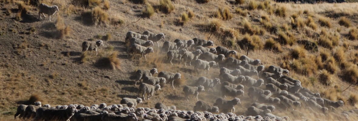 NZ Merino the sheep photo