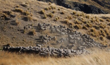 NZ Merino the sheep photo